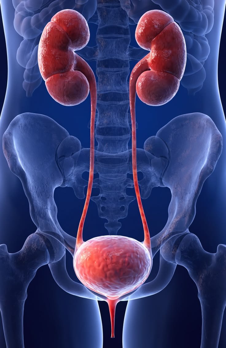 Urology care at Medithics